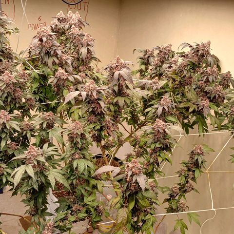 GARYPAYTON  growlog timeline photo