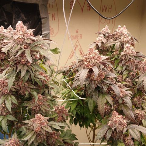 GARYPAYTON  growlog timeline photo