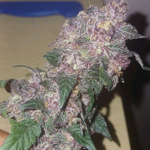 GARYPAYTON  growlog timeline photo