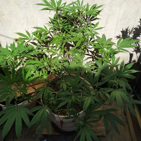 Nada (Laranja) growlog timeline photo
