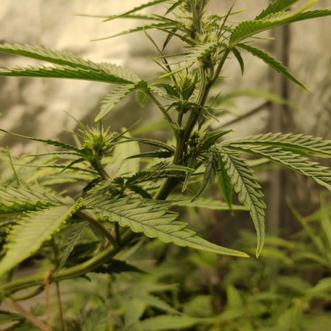 Gorilla Glue Auto growlog timeline photo