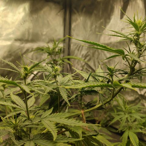 Gorilla Glue Auto growlog timeline photo