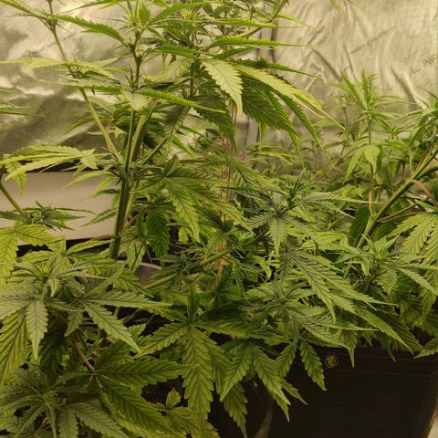 Gorilla Glue Auto growlog timeline photo