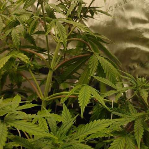 Gorilla Glue Auto growlog timeline photo