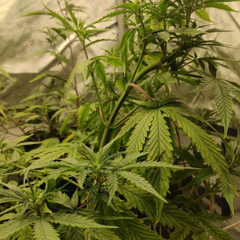 Gorilla Glue Auto growlog timeline photo