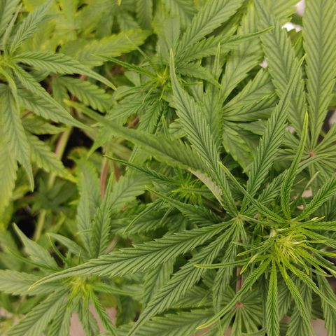 Gorilla Glue Auto growlog timeline photo