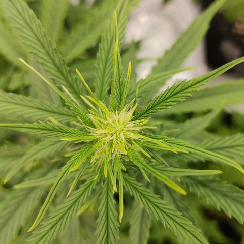 Gorilla Glue Auto growlog timeline photo
