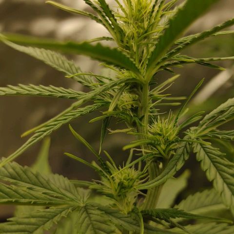 Gorilla Glue Auto growlog timeline photo