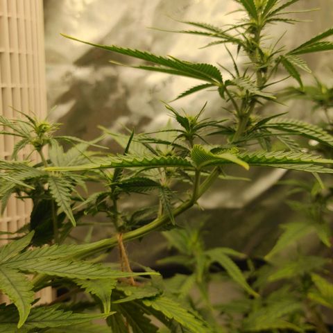 Gorilla Glue Auto growlog timeline photo