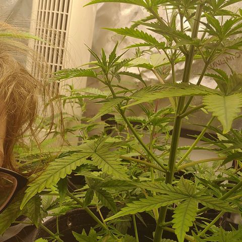 Gorilla Glue Auto growlog timeline photo