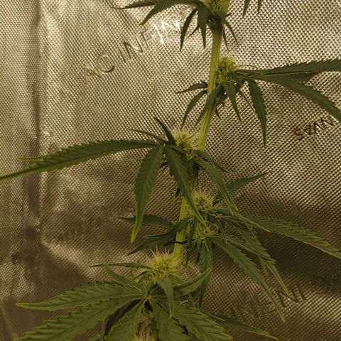 Gorilla Glue Auto growlog timeline photo