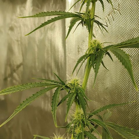 Gorilla Glue Auto growlog timeline photo