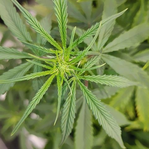 Gorilla Glue Auto growlog timeline photo