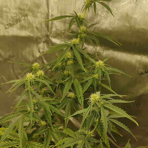 Gorilla Glue Auto growlog timeline photo