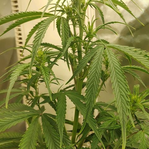 Gorilla Glue Auto growlog timeline photo