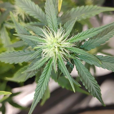 Gorilla Glue Auto growlog timeline photo