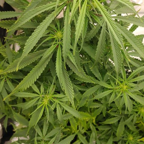 Gorilla Glue Auto growlog timeline photo