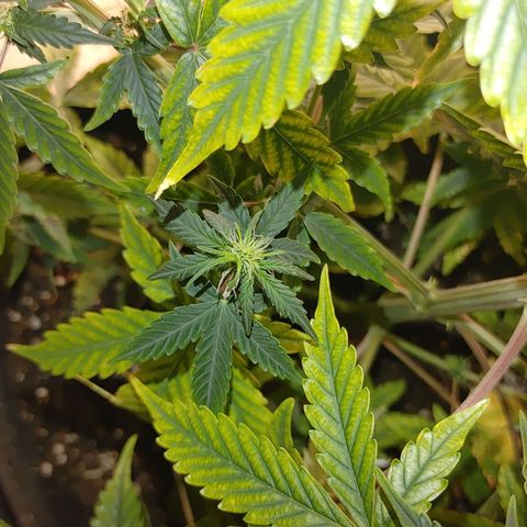 Gorilla Glue Auto growlog timeline photo