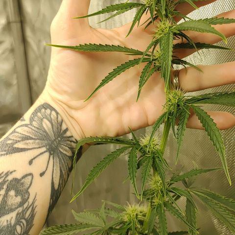 Gorilla Glue Auto growlog timeline photo
