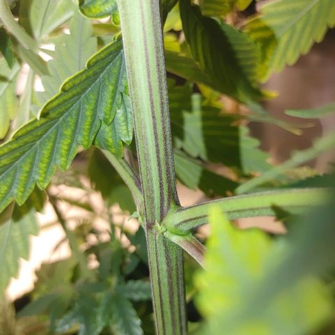 Gorilla Glue Auto growlog timeline photo