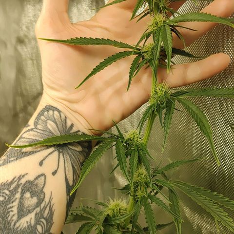 Gorilla Glue Auto growlog timeline photo