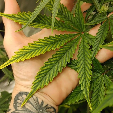 Gorilla Glue Auto growlog timeline photo