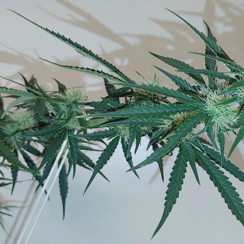 Gorilla Glue Auto growlog timeline photo