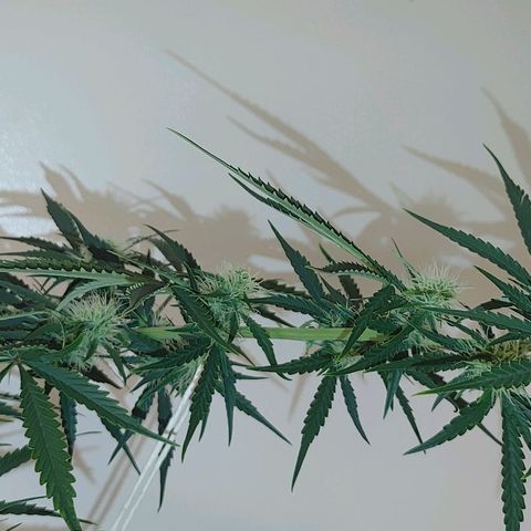 Gorilla Glue Auto growlog timeline photo