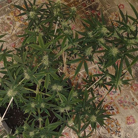 Gorilla Glue Auto growlog timeline photo