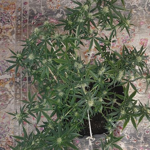 Gorilla Glue Auto growlog timeline photo