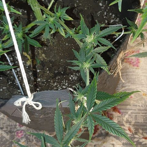 Gorilla Glue Auto growlog timeline photo