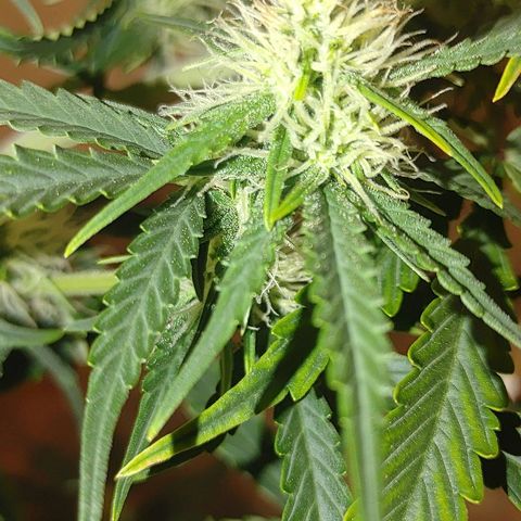 Gorilla Glue Auto growlog timeline photo