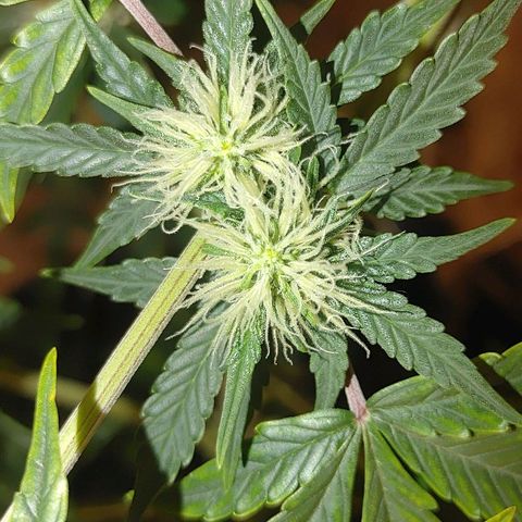 Gorilla Glue Auto growlog timeline photo