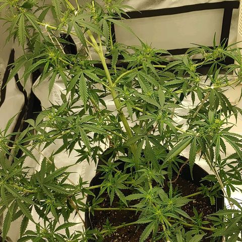 Gorilla Glue Auto growlog timeline photo