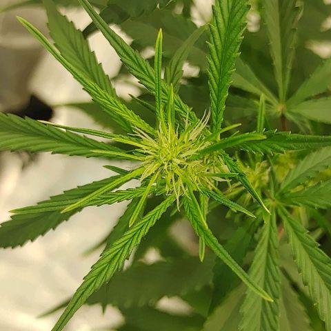Gorilla Glue Auto growlog timeline photo