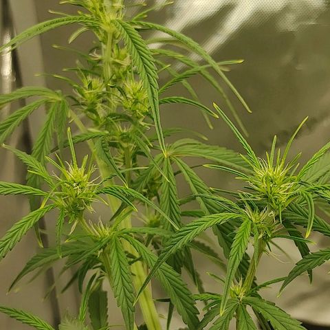 Gorilla Glue Auto growlog timeline photo