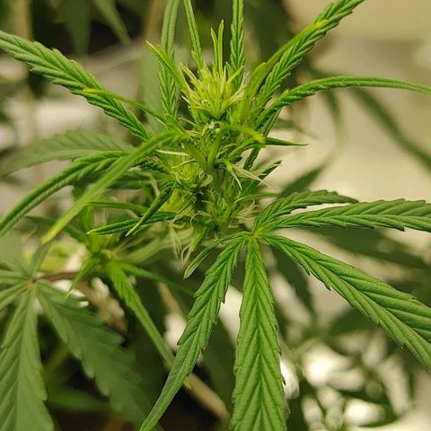 Gorilla Glue Auto growlog timeline photo