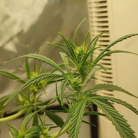 Gorilla Glue Auto growlog timeline photo