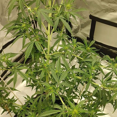 Gorilla Glue Auto growlog timeline photo