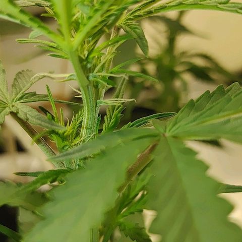Gorilla Glue Auto growlog timeline photo
