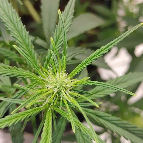 Gorilla Glue Auto growlog timeline photo