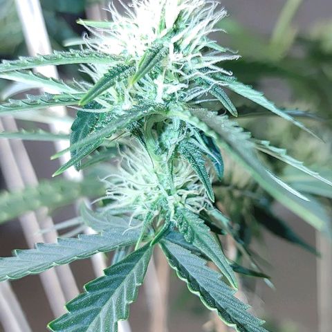 Gorilla Glue Auto growlog timeline photo