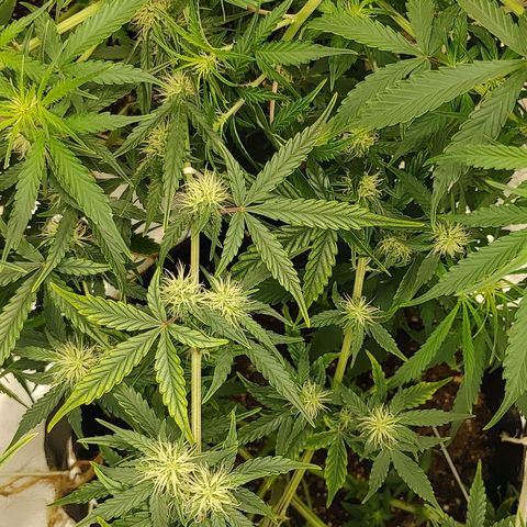 Gorilla Glue Auto growlog timeline photo