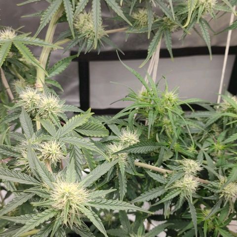 Gorilla Glue Auto growlog timeline photo