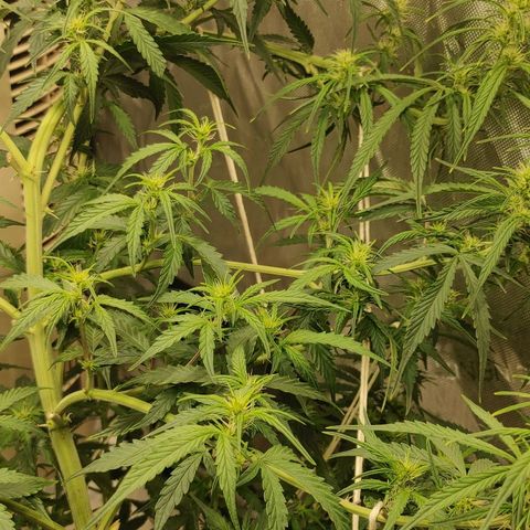 Gorilla Glue Auto growlog timeline photo