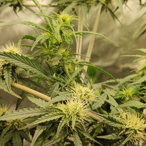 Gorilla Glue Auto growlog timeline photo