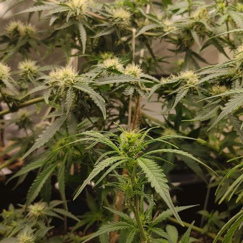 Gorilla Glue Auto growlog timeline photo