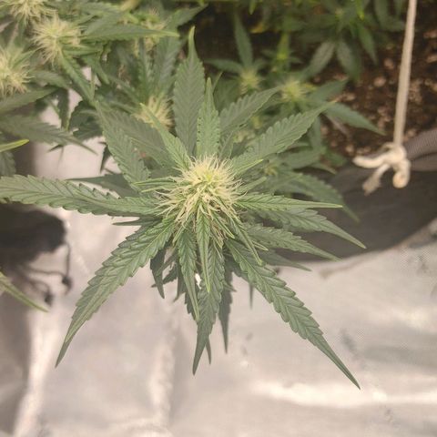 Gorilla Glue Auto growlog timeline photo