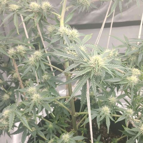 Gorilla Glue Auto growlog timeline photo