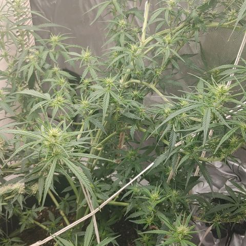 Gorilla Glue Auto growlog timeline photo